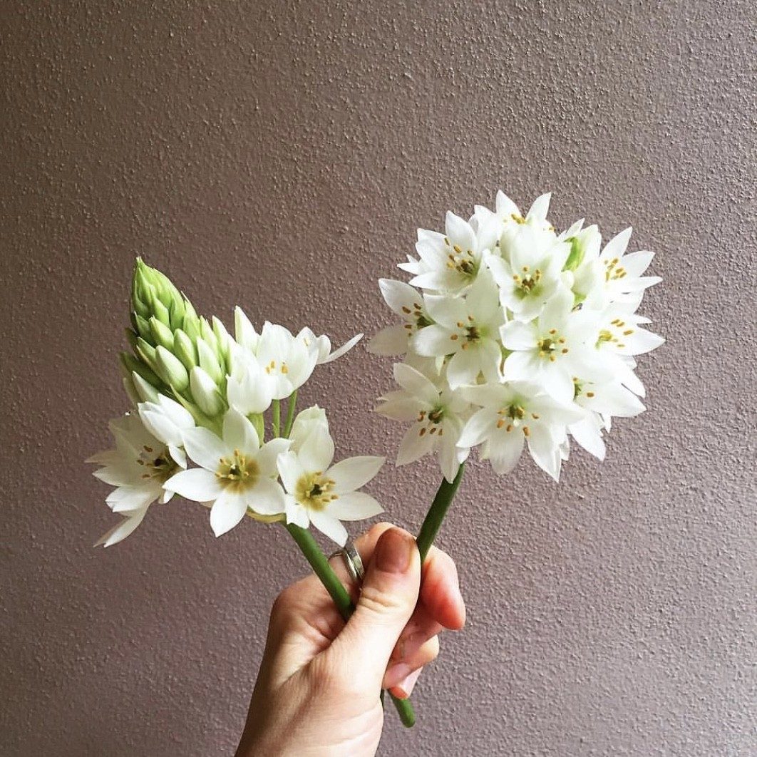 Wow Flowers Delivering Flowers And Smiles To Your Day. Little Flowers