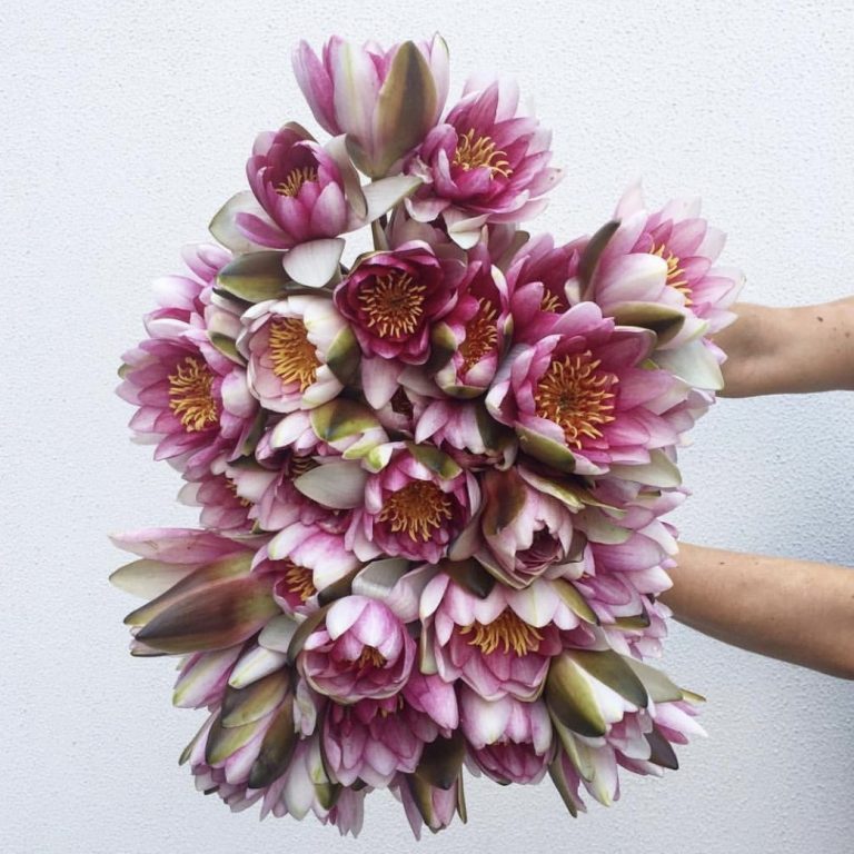 Wow Flowers Delivering Flowers And Smiles To Your Day. Little Flowers