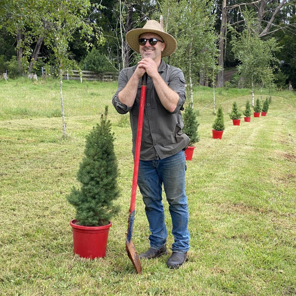 Christmas trees being replanted at Jamberoo Mountain Farm in the Southern Highlands
