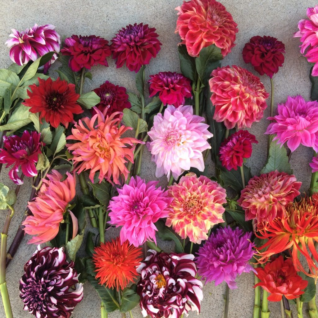 Mixed dahlias in bright pink, red, orange and burgundy tones