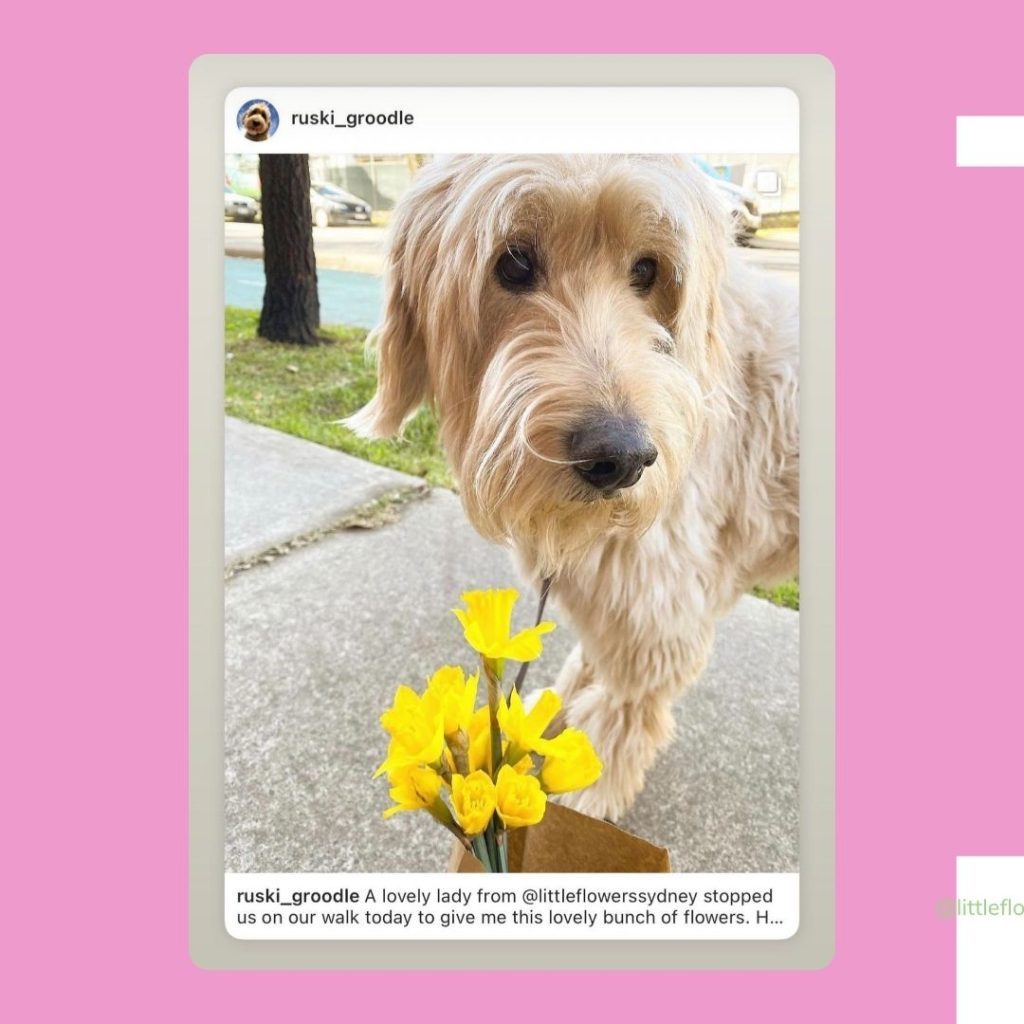 Dog posing with a surprise mini bunch of daffodils