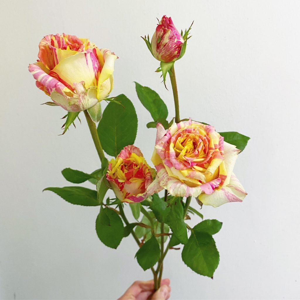 Sydney-grown garden roses with lush foliage and multiple buds