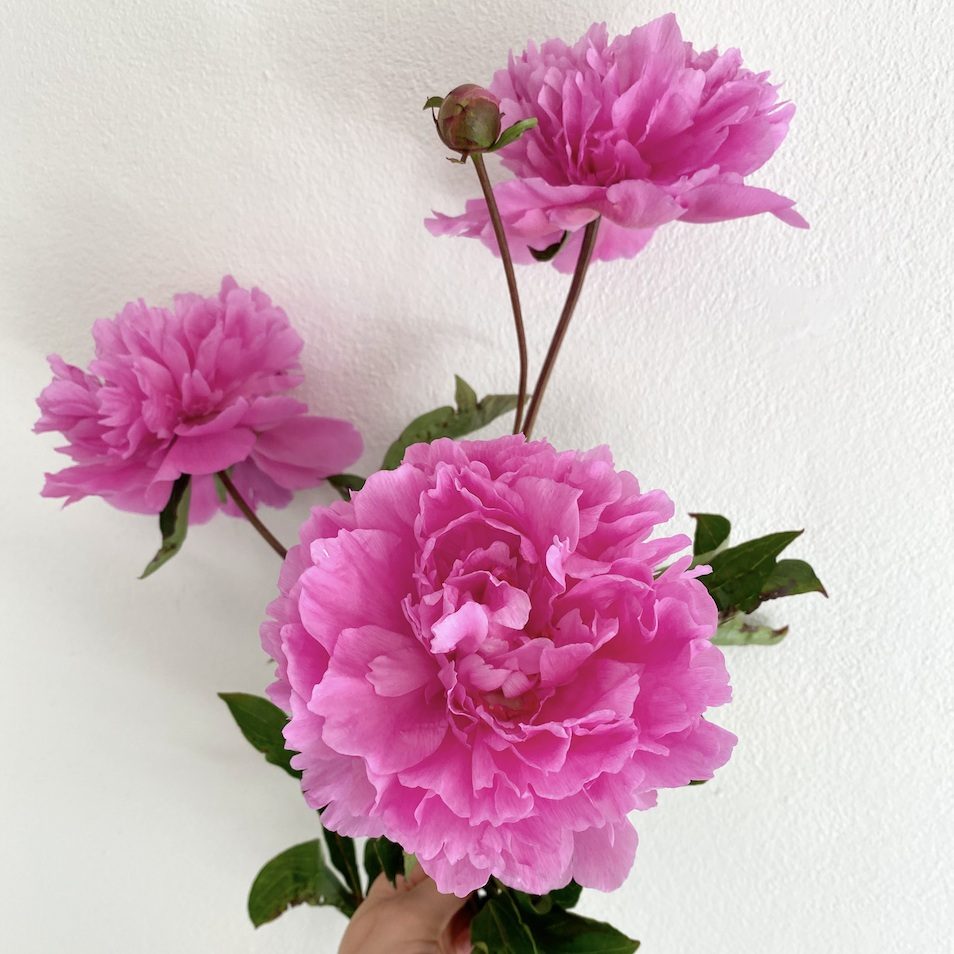 Close-up of a hot pink Peony in full bloom, Australian-grown and in season.
