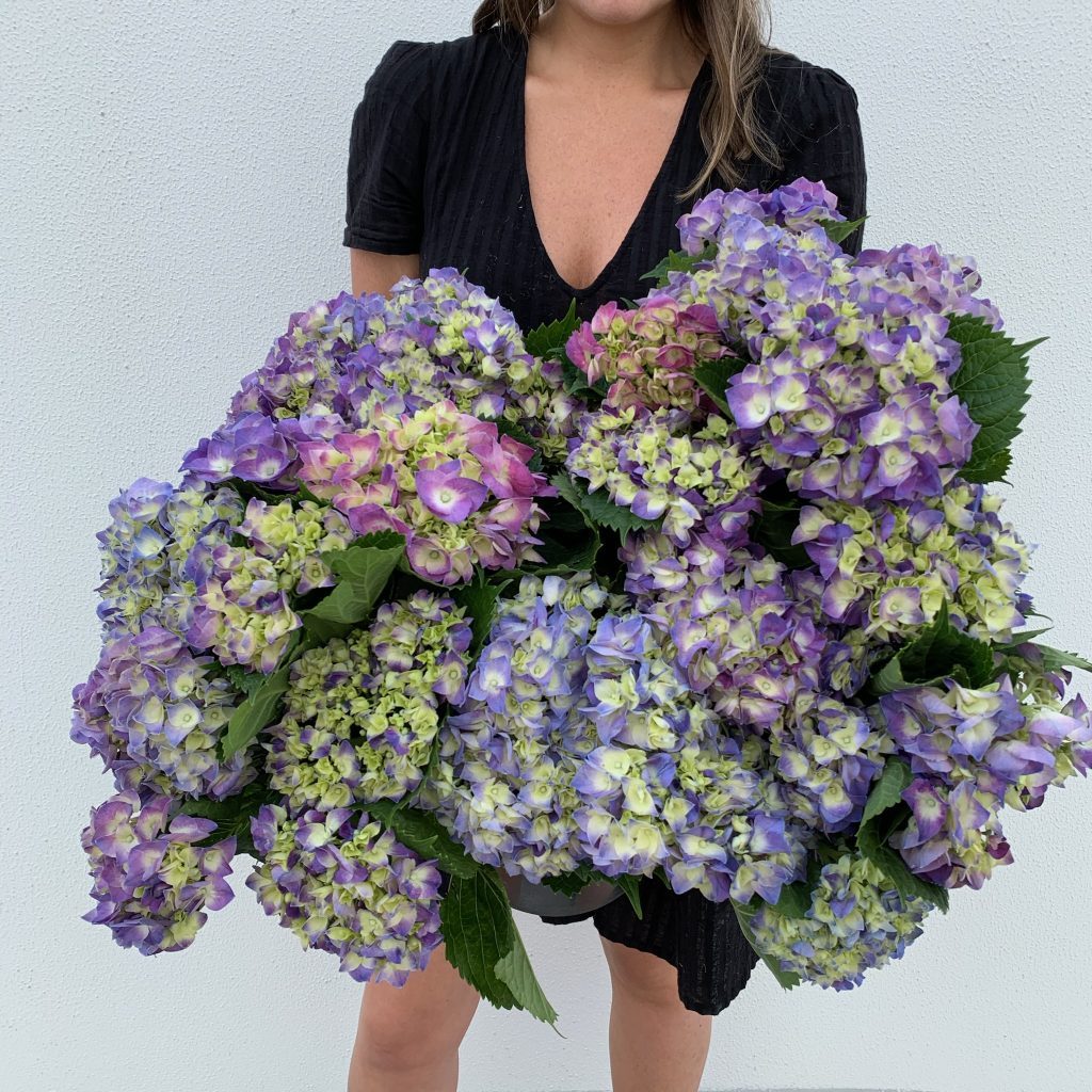 Large bunch of purple and blue hydrangea blooms