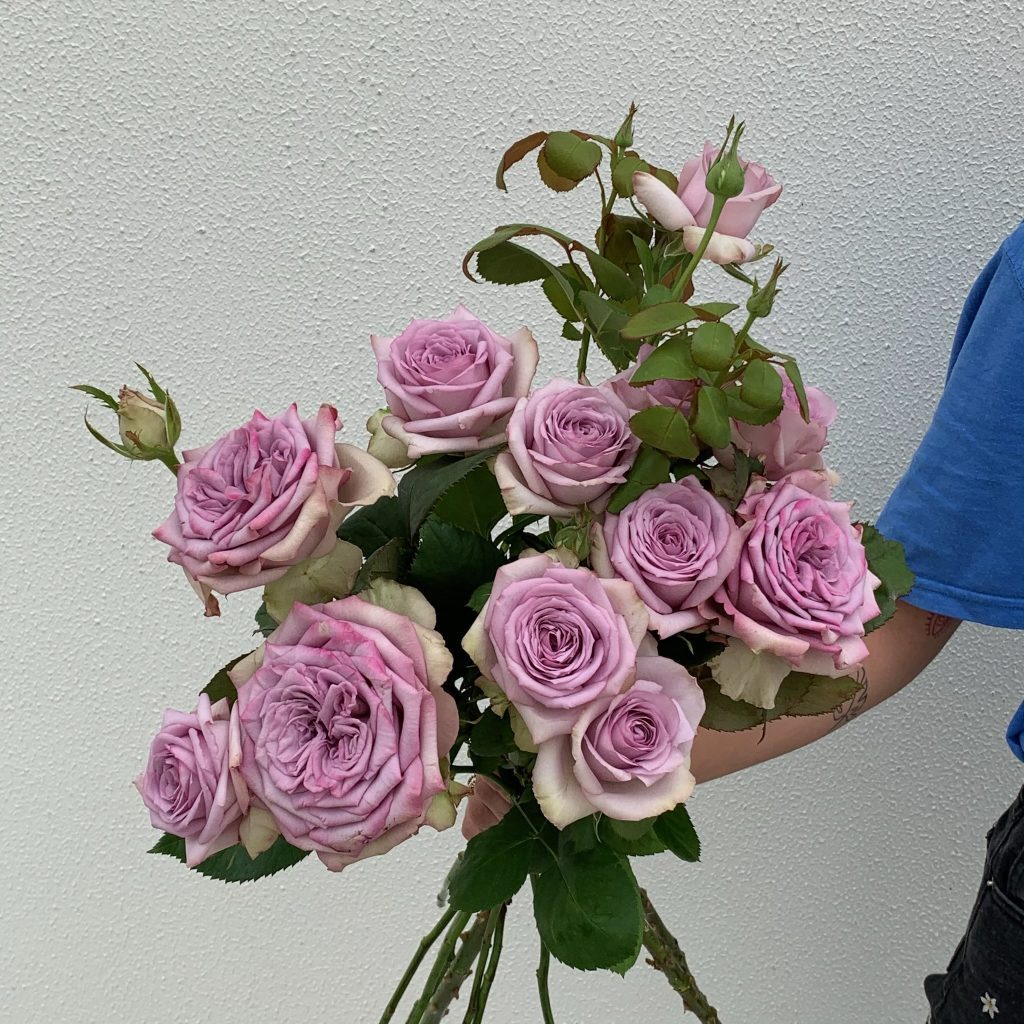 Mauve garden roses with buds and foliage