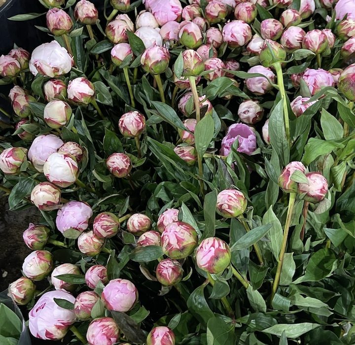 Peonies in bud, showing early stage before opening.