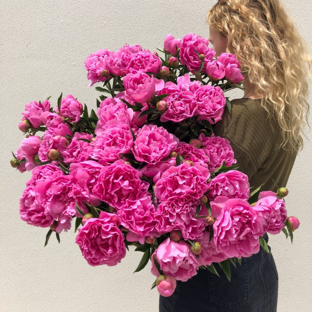 pink peonies sydney flower delivery