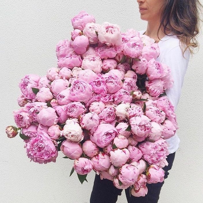 Sarah Bernhardt Peonies in bloom — one of the most loved varieties.