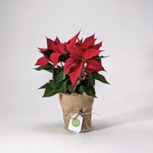 Red poinsettia plant in a simple pot