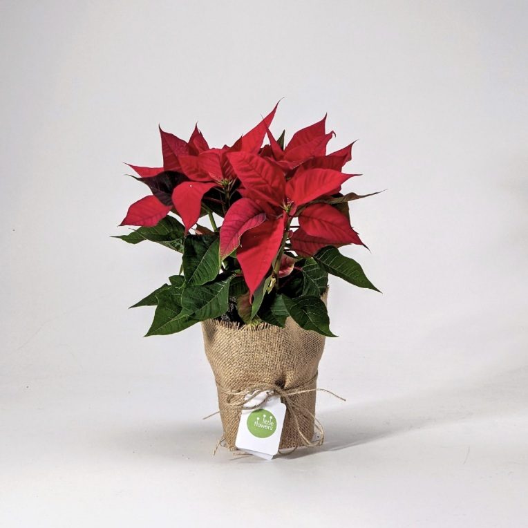 Red poinsettia plant in a simple pot