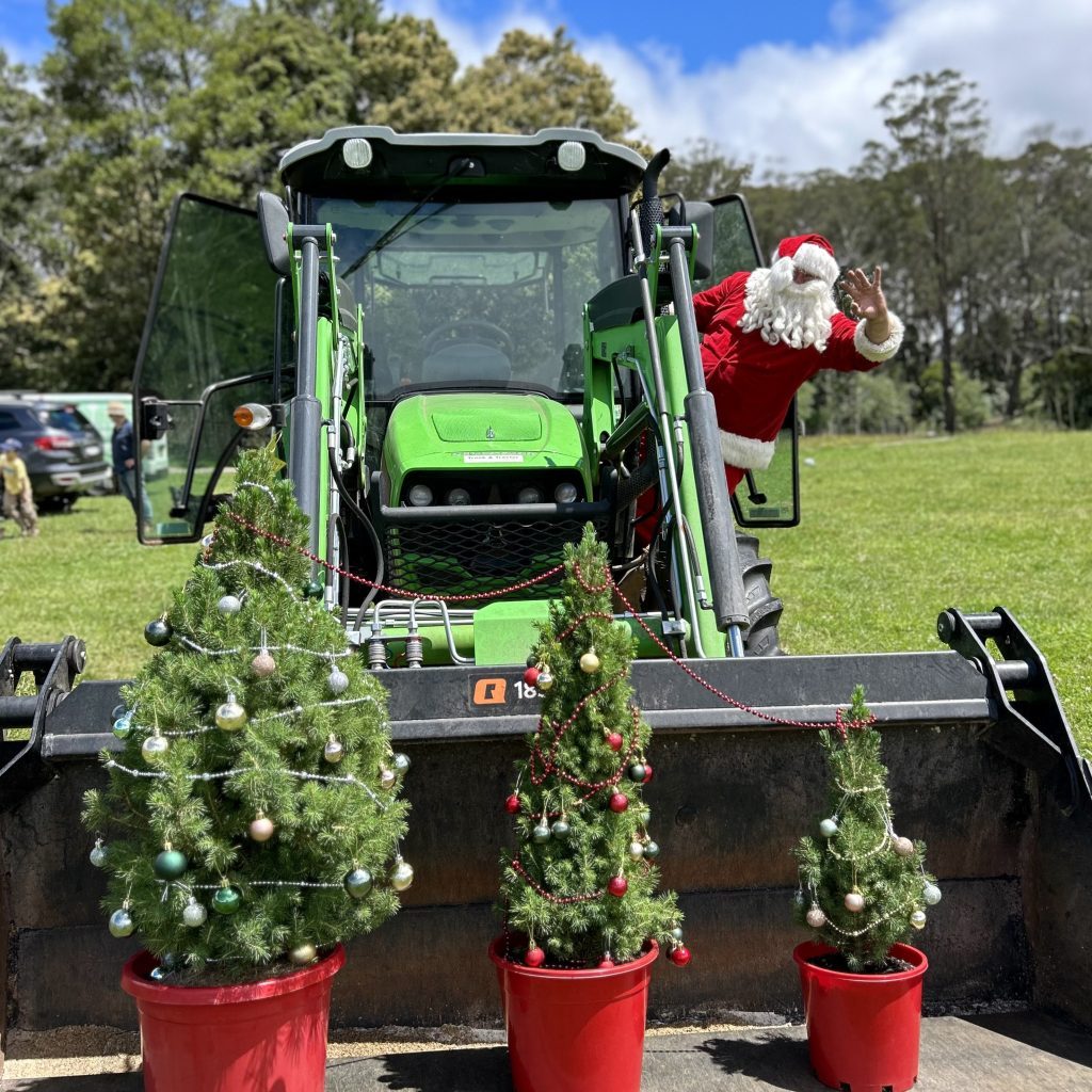 Mini live Christmas trees - a thoughtful Sydney gift