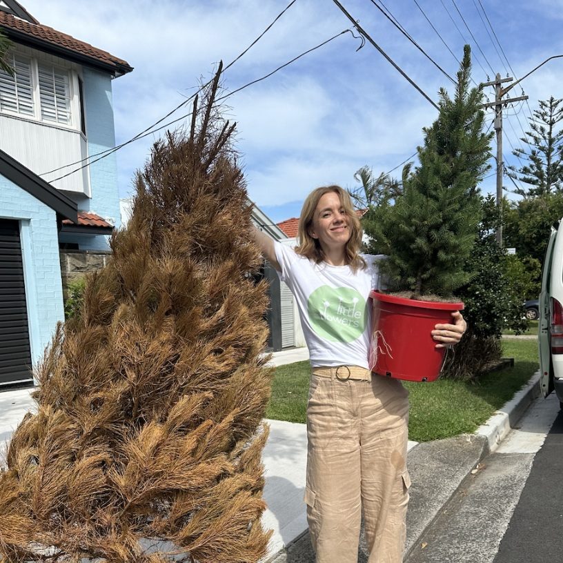 Old cut tree waiting for collection beside new replantable potted tree