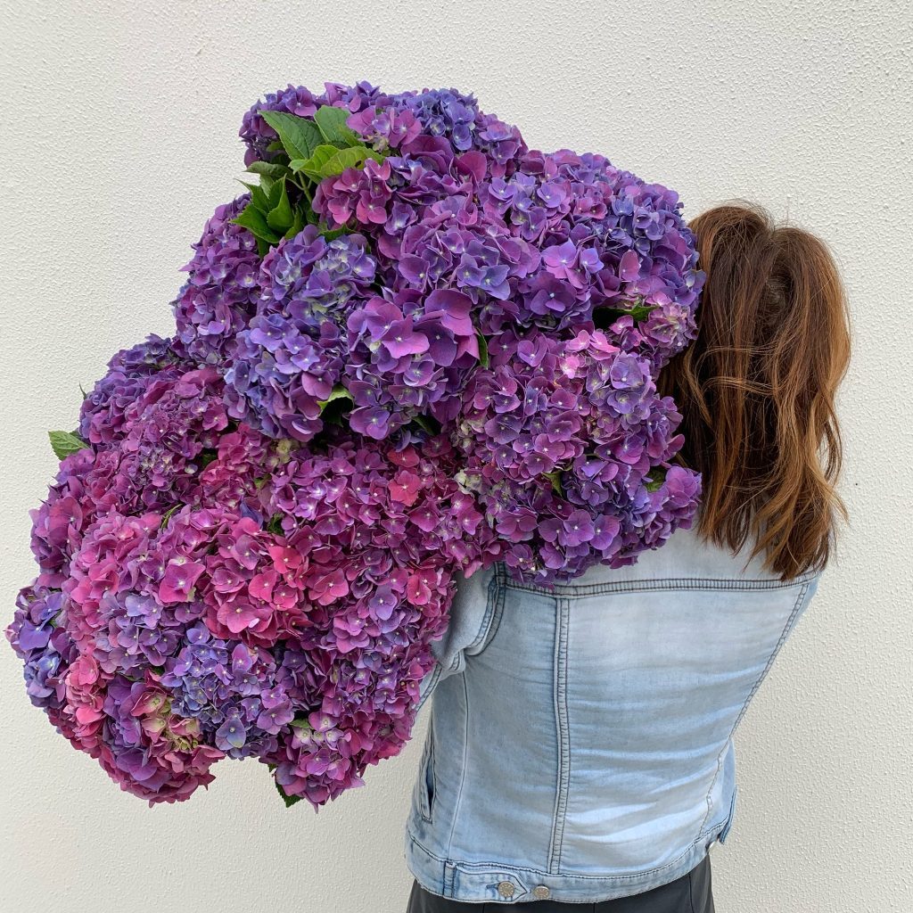 Hydrangea flowers in rich blue and pink tones
