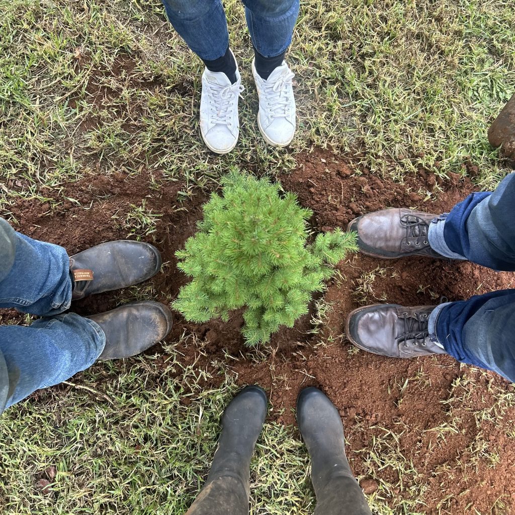 Four people standing around a freshly replanted Christmas tree in soil