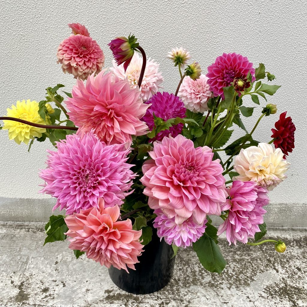 Fresh seasonal dahlias in a bucket at Little Flowers HQ