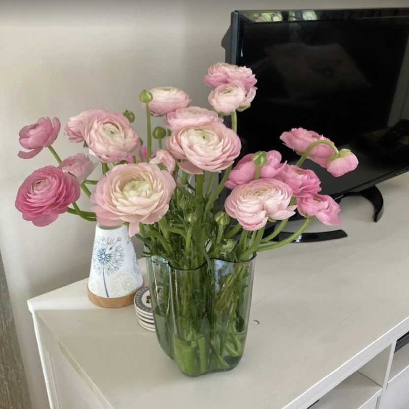 Ranunculus flowers at home marking a personal fresh start in Sydney