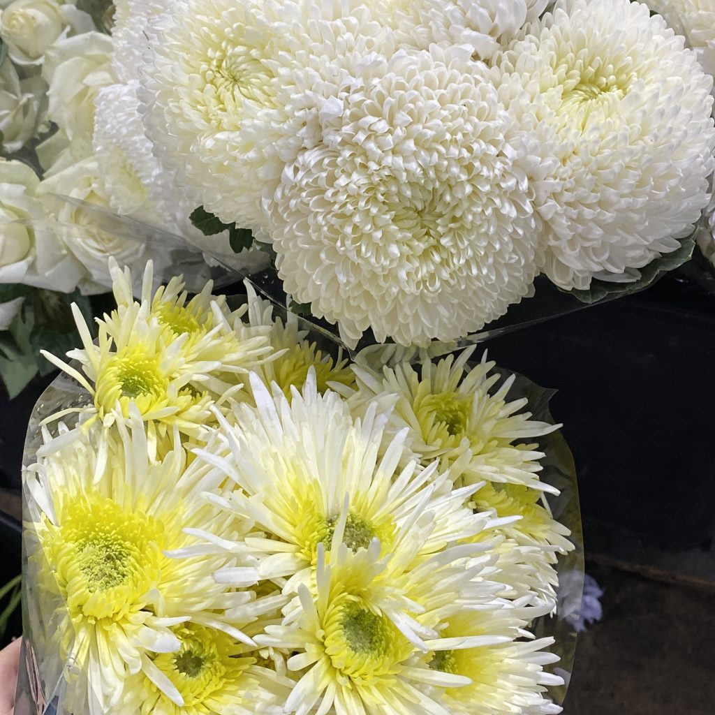 Chrysanthemums grown for Mother's Day flowers
