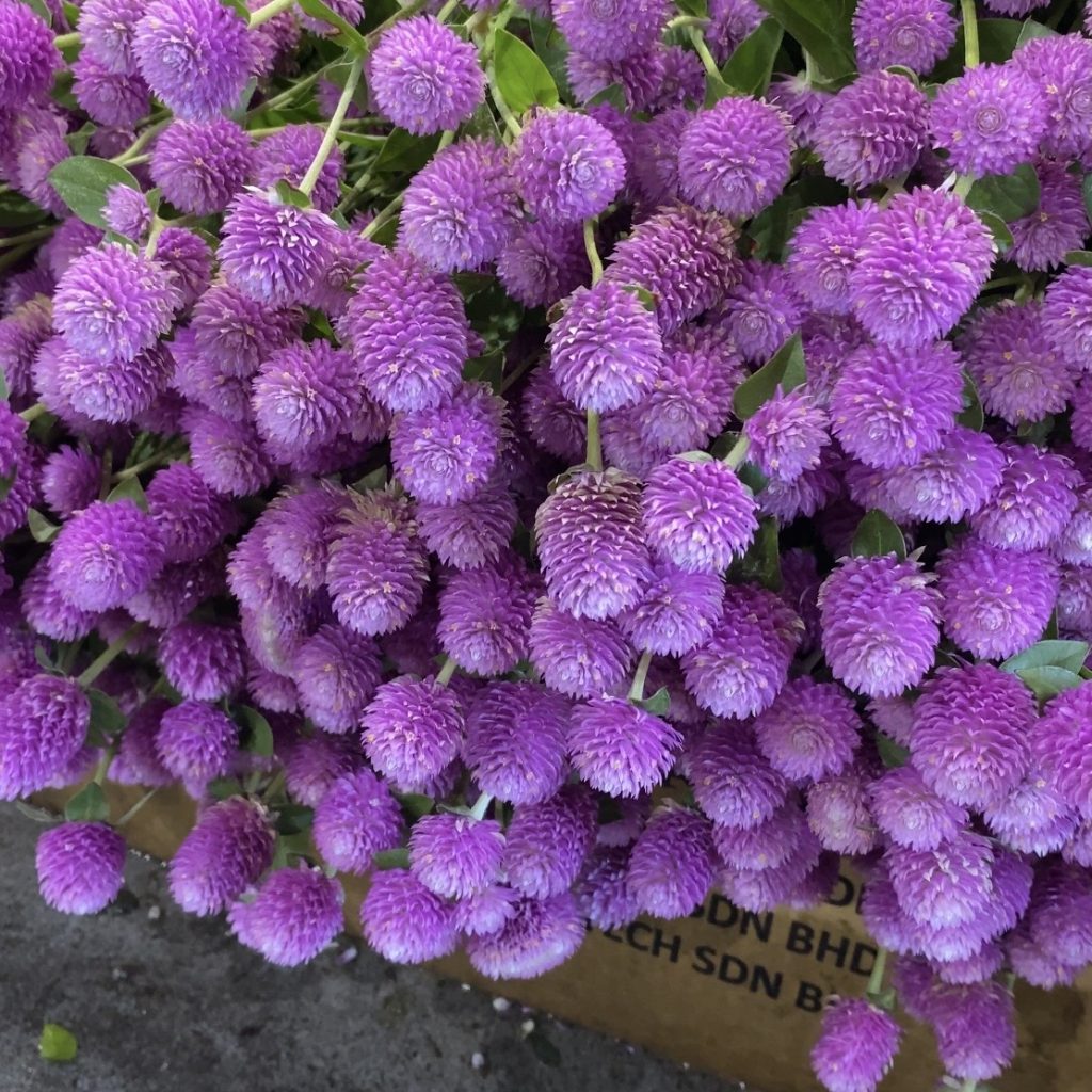 gomphrena flowers at Sydney Flower Market