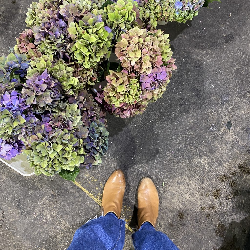 hydrangea flowers shifting from bright blue to muted autumn colours