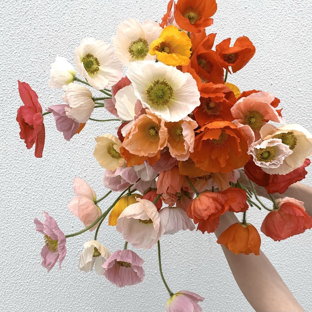 poppies blooming at the start of the winter flower season