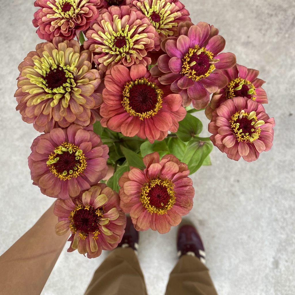close-up of zinnias in autumnal tones