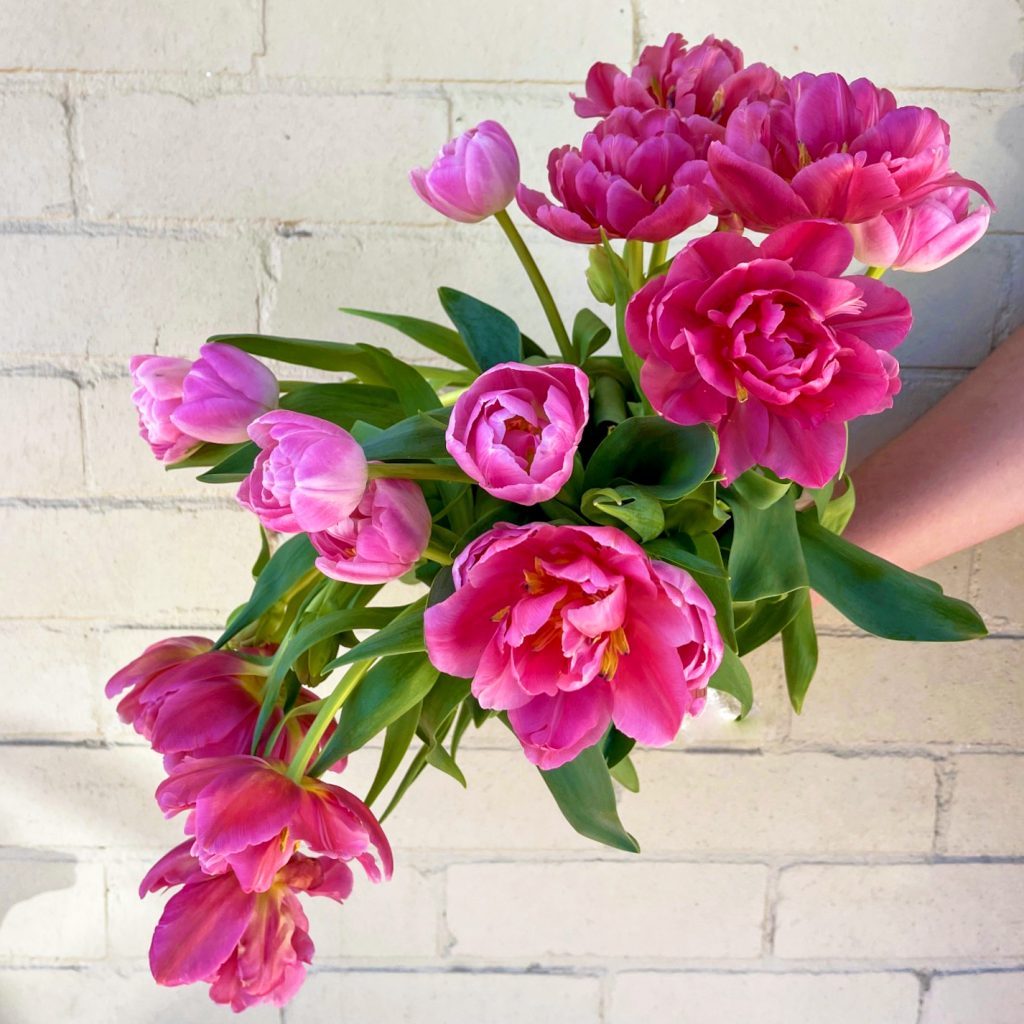 peony tulips arranged in vase for Mother’s Day