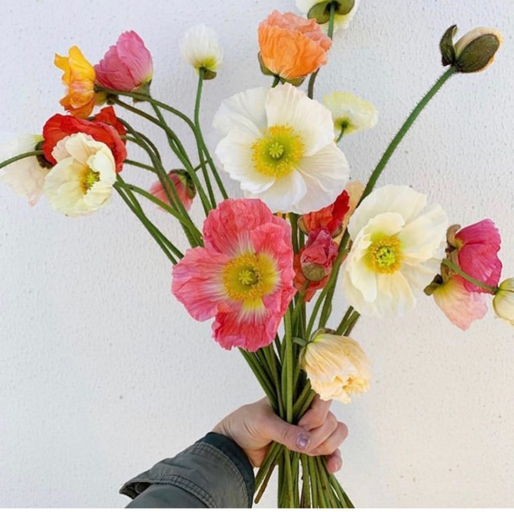 colourful poppies opening in bouquet