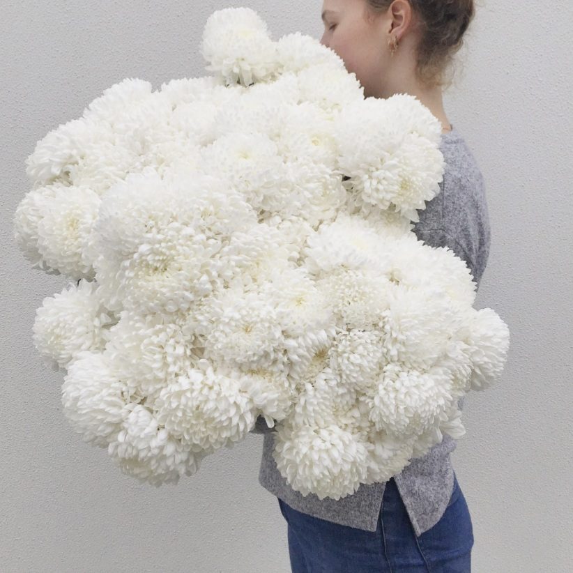 white disbud chrysanthemums for Mother’s Day